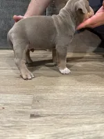 Kane , a male American Bully for sale in Chicago, IL – Photo 3 of 3