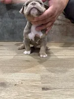 Kane , a male American Bully for sale in Chicago, IL – Photo 2 of 3