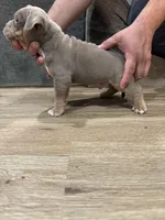 Kane , a male American Bully for sale in Chicago, IL – Photo 1 of 3