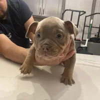 Flan, a female American Bully for sale in Chicago, IL – Photo 1 of 3