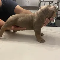 Flan, a female American Bully for sale in Chicago, IL – Photo 3 of 3