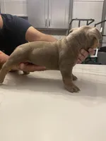 Flan, a female American Bully for sale in Chicago, IL – Photo 3 of 3