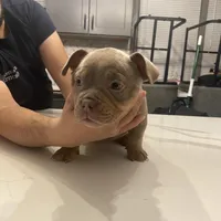 Flan, a female American Bully for sale in Chicago, IL – Photo 2 of 3