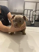 Flan, a female American Bully for sale in Chicago, IL – Photo 2 of 3