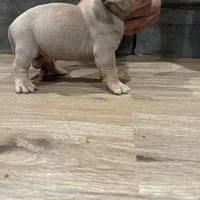 Amen, a male American Bully for sale in Chicago, IL – Photo 2 of 3