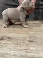 Amen, a male American Bully for sale in Chicago, IL – Photo 2 of 3