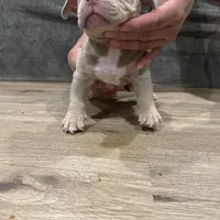 Amen, a male American Bully for sale in Chicago, IL – Photo 3 of 3