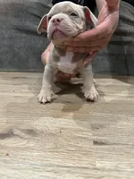 Amen, a male American Bully for sale in Chicago, IL – Photo 3 of 3