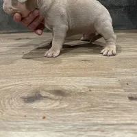 Amen, a male American Bully for sale in Chicago, IL – Photo 1 of 3