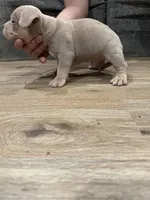 Amen, a male American Bully for sale in Chicago, IL – Photo 1 of 3