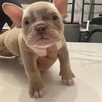 Chapó , a male American Bully for sale in Chicago, IL – Photo 2 of 2