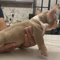 Chapó , a male American Bully for sale in Chicago, IL – Photo 1 of 2