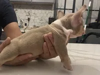 Chapó , a male American Bully for sale in Chicago, IL – Photo 1 of 2