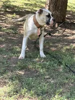 Hybrid female pup, a female American Bulldog for sale in Covington, GA – 6 of 8