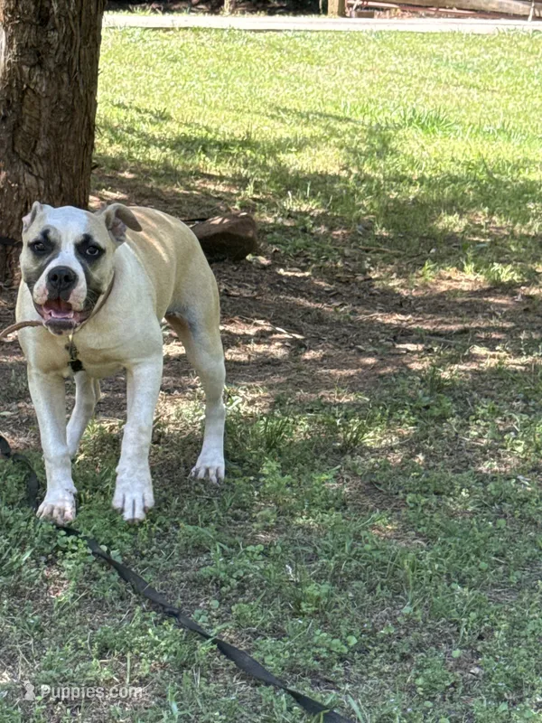 Hybrid female pup – American Bulldog puppy for sale in Covington, GA