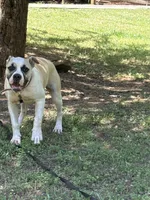 Hybrid female pup, a female American Bulldog for sale in Covington, GA – 1 of 8