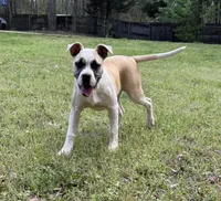 GREAT LINES: PENNY, a female American Bulldog for sale in Covington, GA – Photo 7 of 10