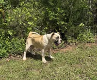 Working dogs Hybrid girl , a female American Bulldog for sale in Covington, GA – Photo 2 of 5