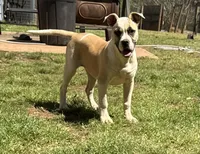 GREAT LINES, a female American Bulldog for sale in Covington, GA – Photo 2 of 8