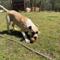 GREAT LINES, a female American Bulldog for sale in Covington, GA – Photo 7 of 8