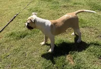 GREAT LINES, a female American Bulldog for sale in Covington, GA – Photo 4 of 8