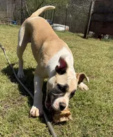 GREAT LINES, a female American Bulldog for sale in Covington, GA – Photo 5 of 8