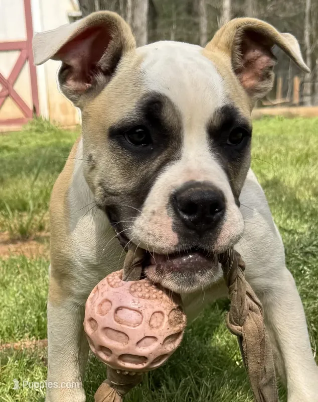 GREAT LINES: PENNY – American Bulldog puppy for sale in Covington, GA