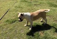 GREAT LINES, a female American Bulldog for sale in Covington, GA – Photo 3 of 8