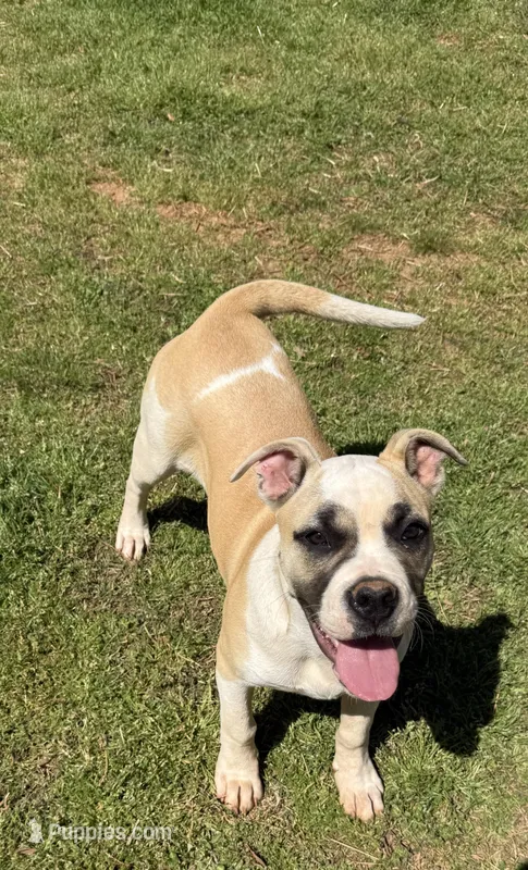 SUPERB LINES – American Bulldog puppy for sale in Covington, GA