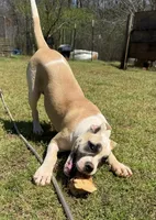 GREAT LINES, a female American Bulldog for sale in Covington, GA – Photo 6 of 8