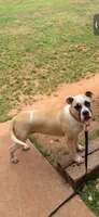 Hybrid female pup, a female American Bulldog for sale in Covington, GA – 4 of 8