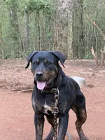 Mayday OR BEST OFFER, a male Boerboel for sale in Covington, GA – Photo 3 of 5