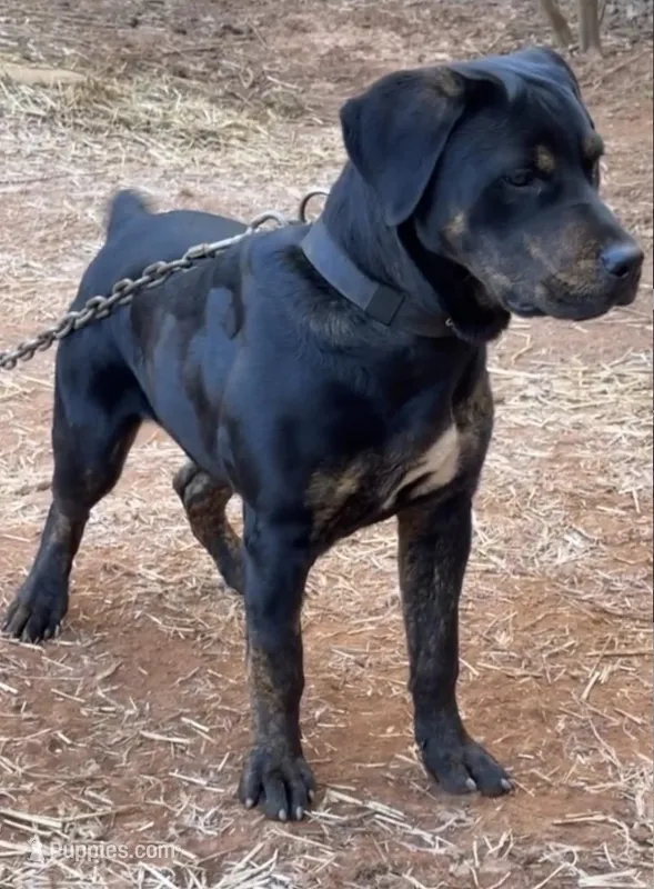 Mayday – Alapaha Blue Blood Bulldog puppy for sale in Covington, GA