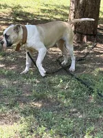 Hybrid female pup, a female American Bulldog for sale in Covington, GA – 8 of 8