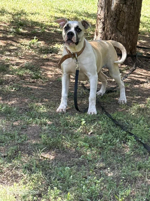 Working Hybrid girl  – American Bulldog puppy for sale in Covington, GA