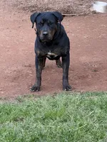 Mayday OR BEST OFFER, a male Rottweiler for sale in Covington, GA – Photo 1 of 5