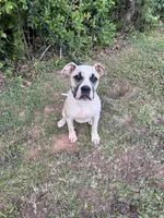 Hybrid female pup, a female American Bulldog for sale in Covington, GA – 3 of 8