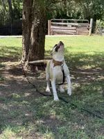 Hybrid female pup, a female American Bulldog for sale in Covington, GA – 7 of 8