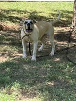 Hybrid female pup, a female American Bulldog for sale in Covington, GA – 5 of 8