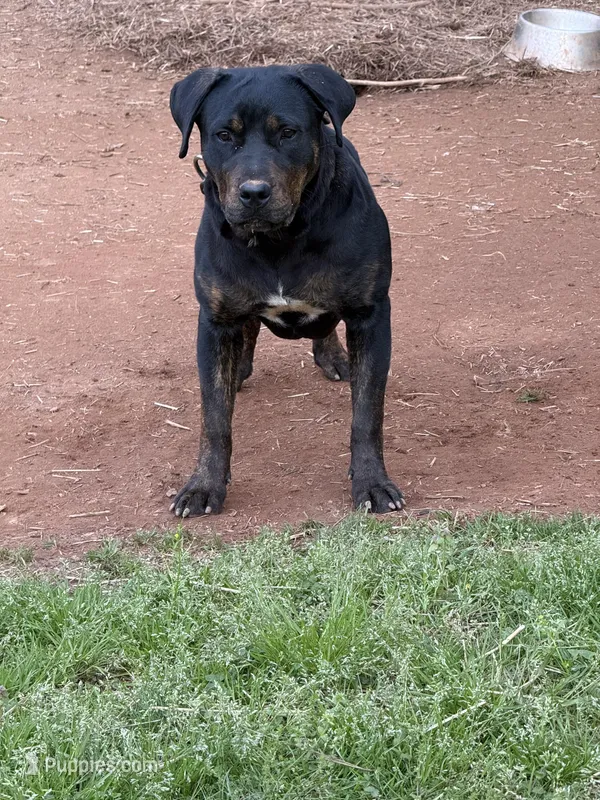 Mayday OR BEST OFFER – Perro de Presa Canario puppy for sale in Covington, GA