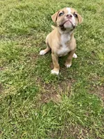 Minnie, a female American Bulldog for sale in Covington, GA – Photo 4 of 7