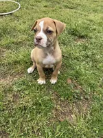 Minnie, a female American Bulldog for sale in Covington, GA – Photo 5 of 7