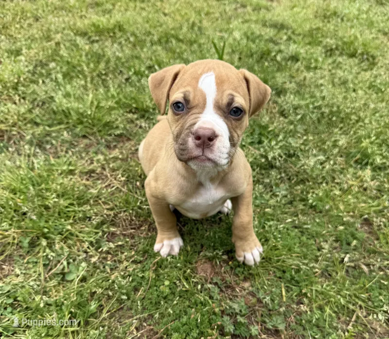 Minnie – American Bulldog puppy for sale in Covington, GA