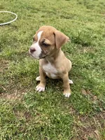 Minnie, a female American Bulldog for sale in Covington, GA – Photo 3 of 7