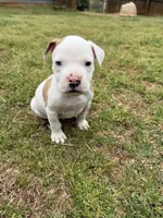 Boss, a male American Bulldog for sale in Covington, GA – Photo 3 of 7