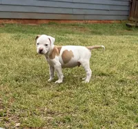 Boss, a male American Bulldog for sale in Covington, GA – Photo 4 of 7