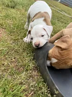 Boss, a male American Bulldog for sale in Covington, GA – Photo 5 of 7