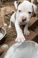 Boss, a male American Bulldog for sale in Covington, GA – Photo 1 of 7