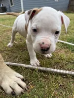 Boss, a male American Bulldog for sale in Covington, GA – Photo 2 of 7
