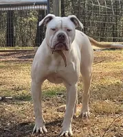 Boss, a male American Bulldog for sale in Covington, GA – Photo 7 of 7
